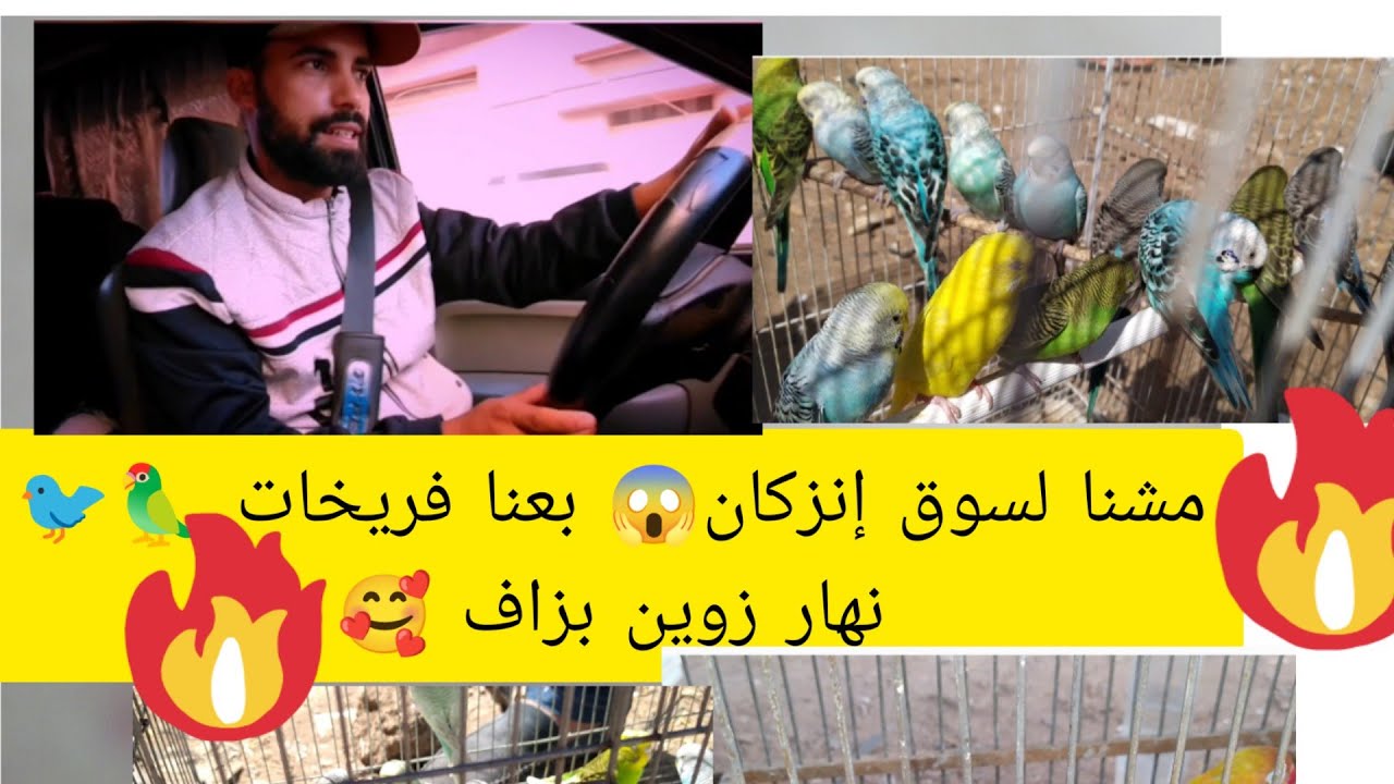 الأثمنة الخيالية😱لي وصلاتها الطيور 🦜 فسوق الثلات بمدينة إنزكان لاحول ولاقوة الا بالله العلي العظيم 😔