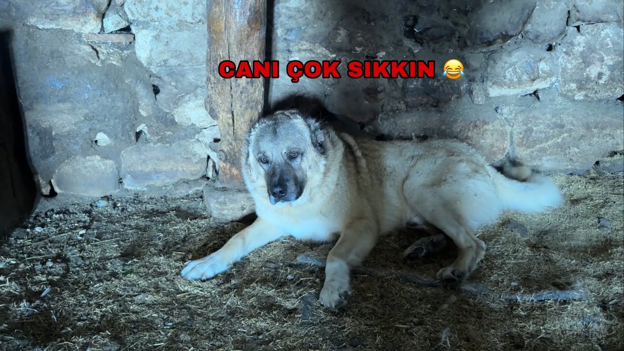 İŞEMECİ ZALO PAŞADAN ÇOK PİS DAYAK YEDİ 