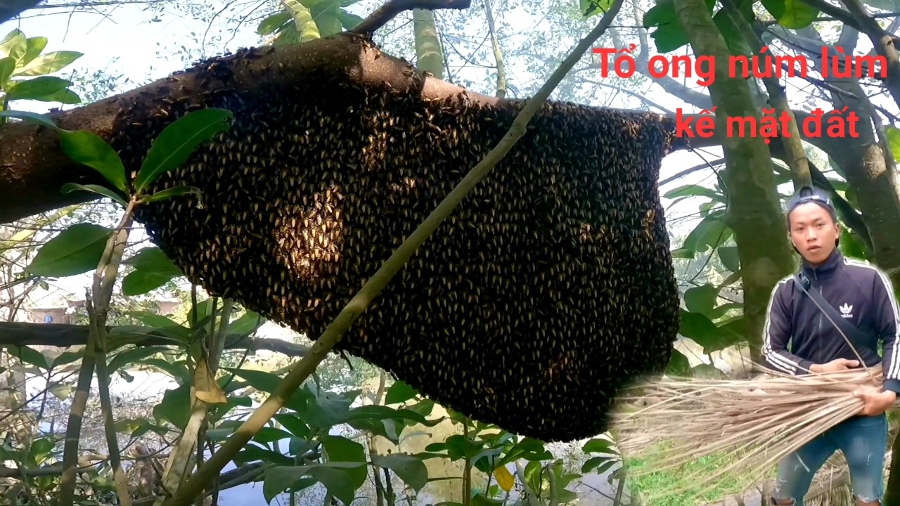 Bắt ba tổ ong khổng lồ và gặp mai mắn trước tết anh khách Cần Thơ ủng hộ gần 20kg mật cục