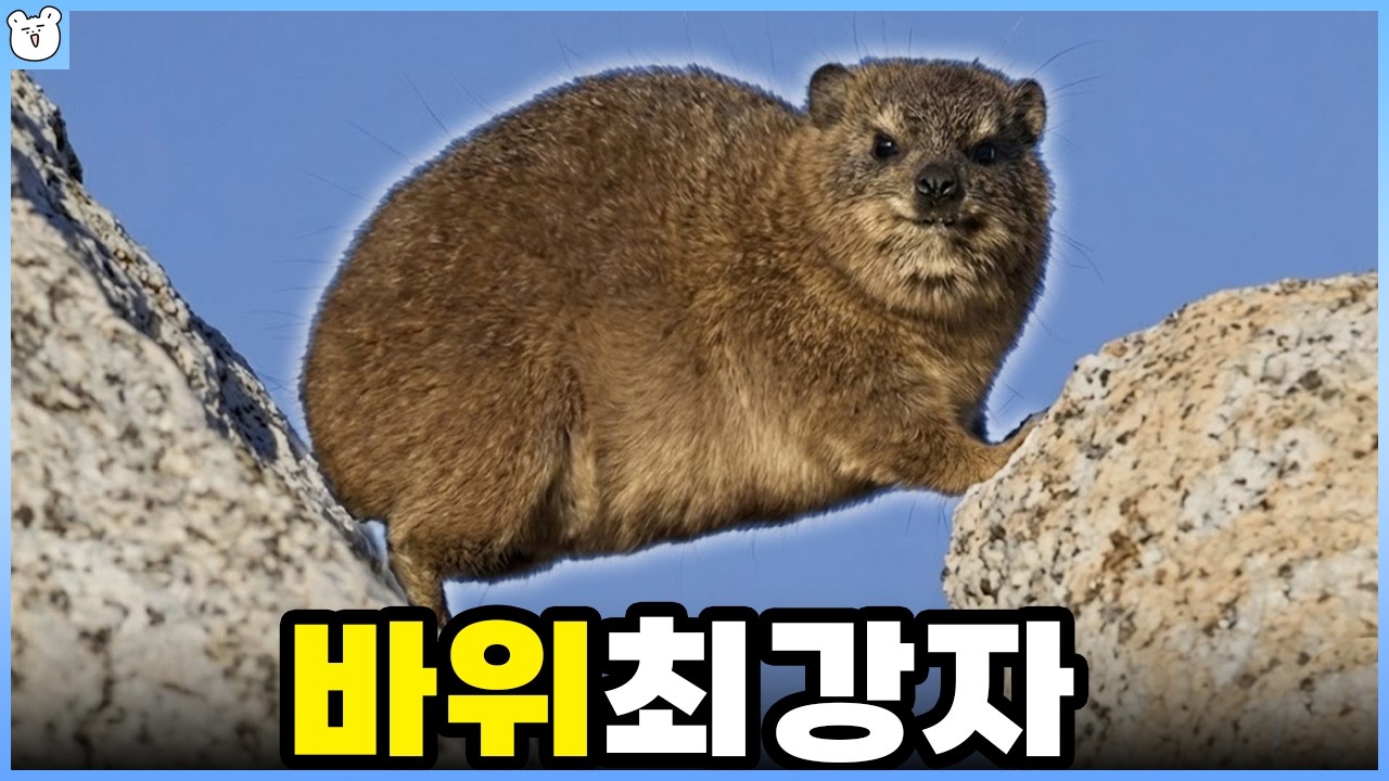 코끼리 친척? 바위너구리
