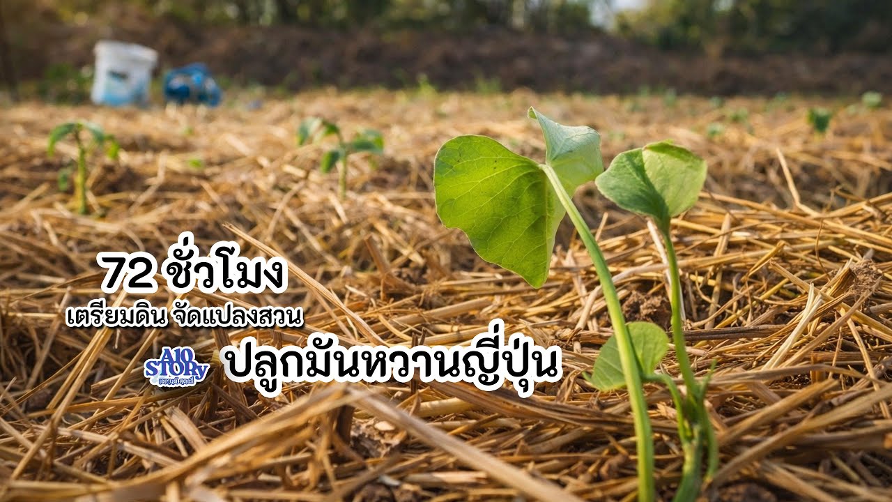 เตรียมดิน จัดแปลง ปลูกมันหวานญี่ปุ่น ทั้งหมดเสร็จในไม่กี่วัน
