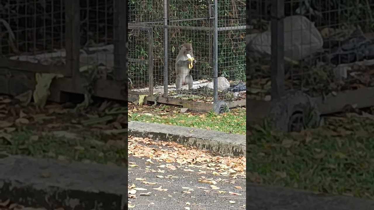 monkey eating banana 