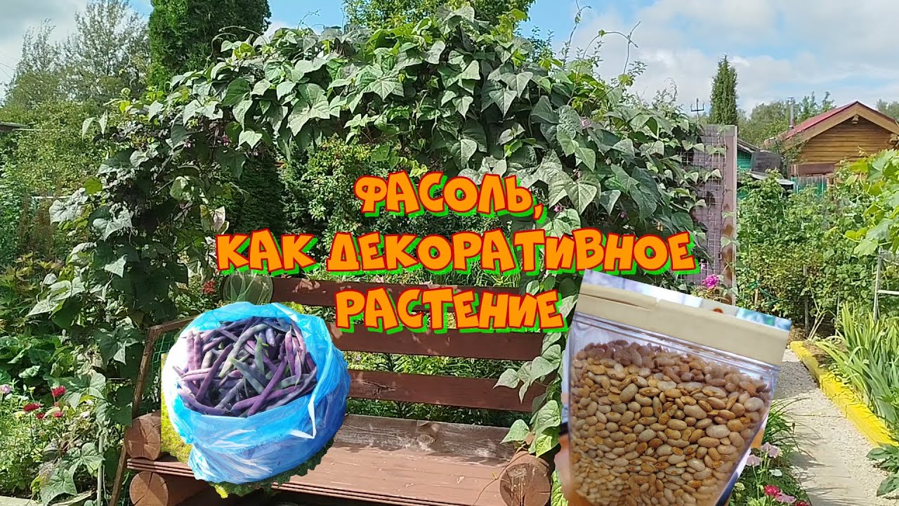 Обзор фасоли 