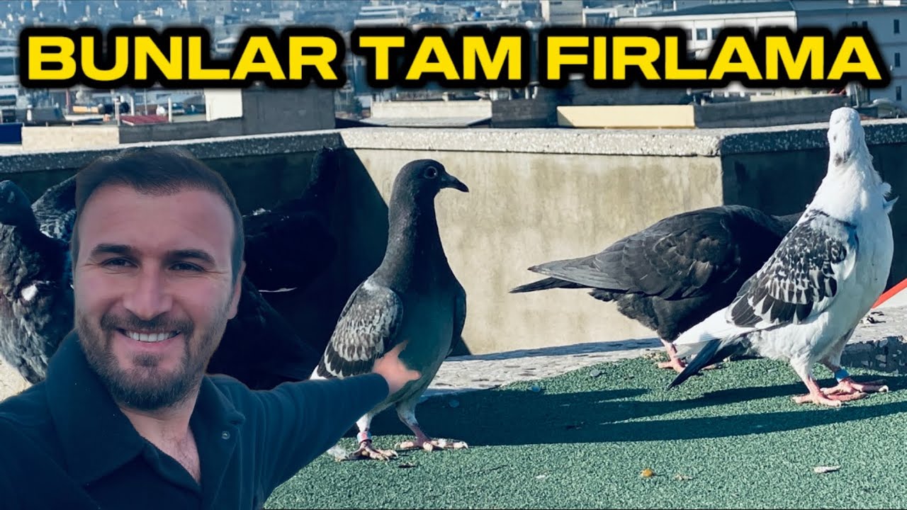 BU KUŞLAR TAM BİR MANYAK OLUCAK !