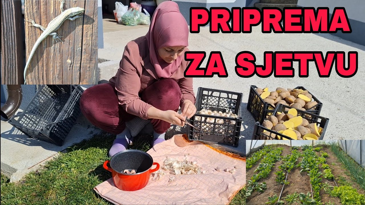 E ako je ovo loše sjeme kakvo je onda dobro❓️🤔