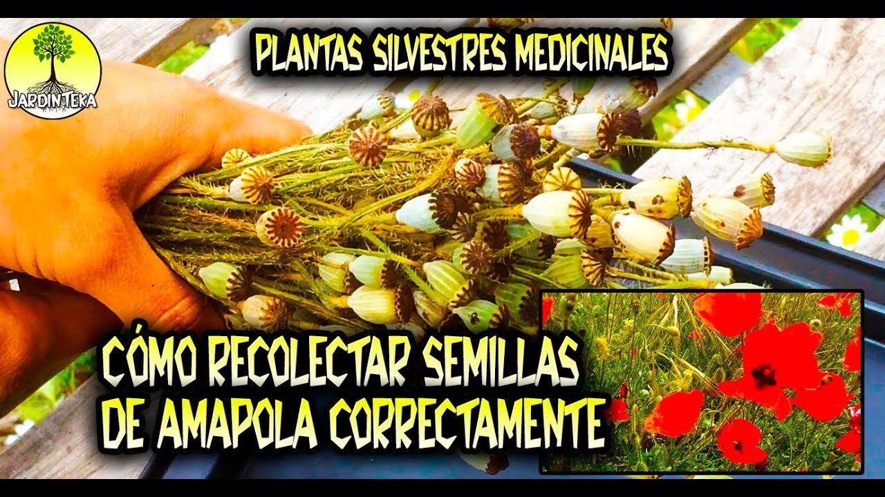 CÓMO RECOLECTAR SEMILLAS DE AMAPOLA CORRECTAMENTE