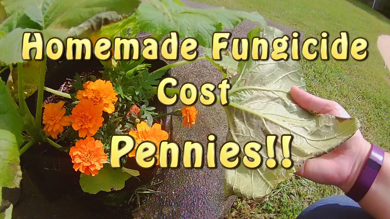 Easy Homemade Fungicide for Blight, Fungus, and Powdery Mildew - Episode 82