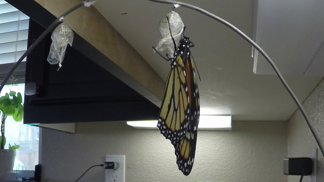 monarch chrysalis to butterfly time lapse