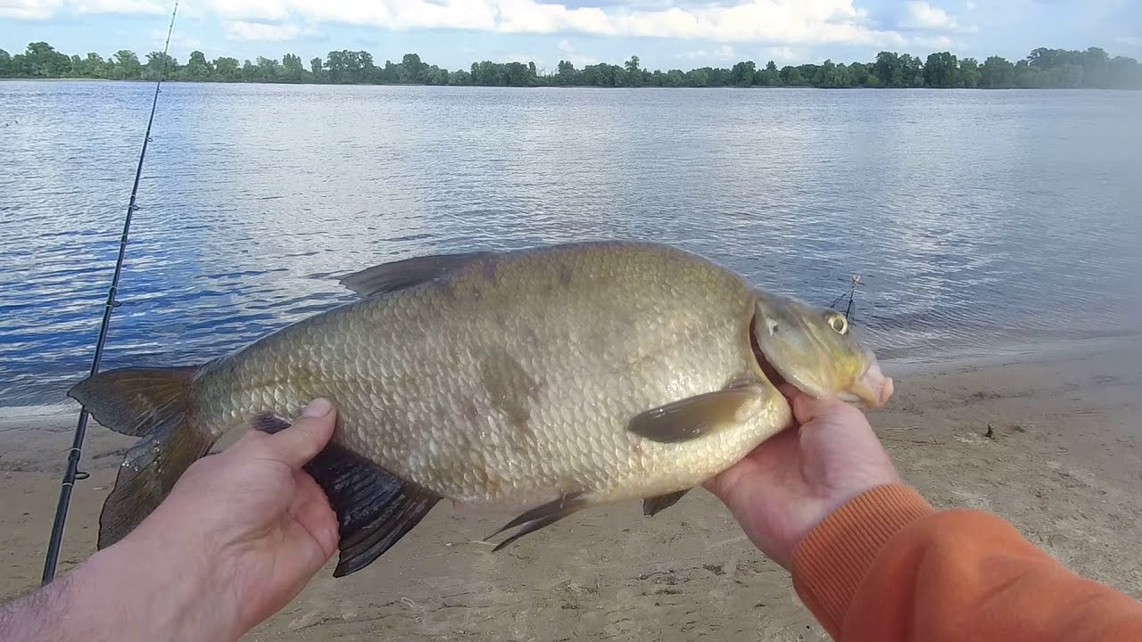 Лещ прет на 