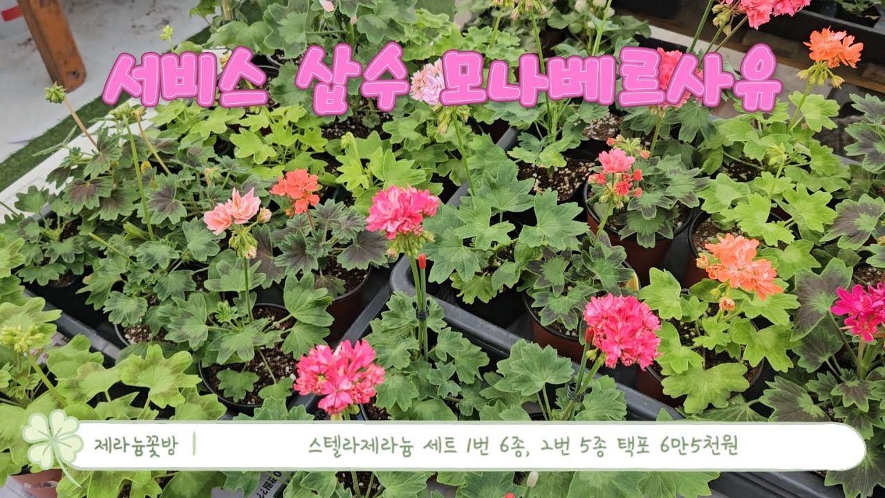 제라늄꽃방, 스텔라제라늄 세트! 서비스 삽수는 모나베르사유 드릴게요~