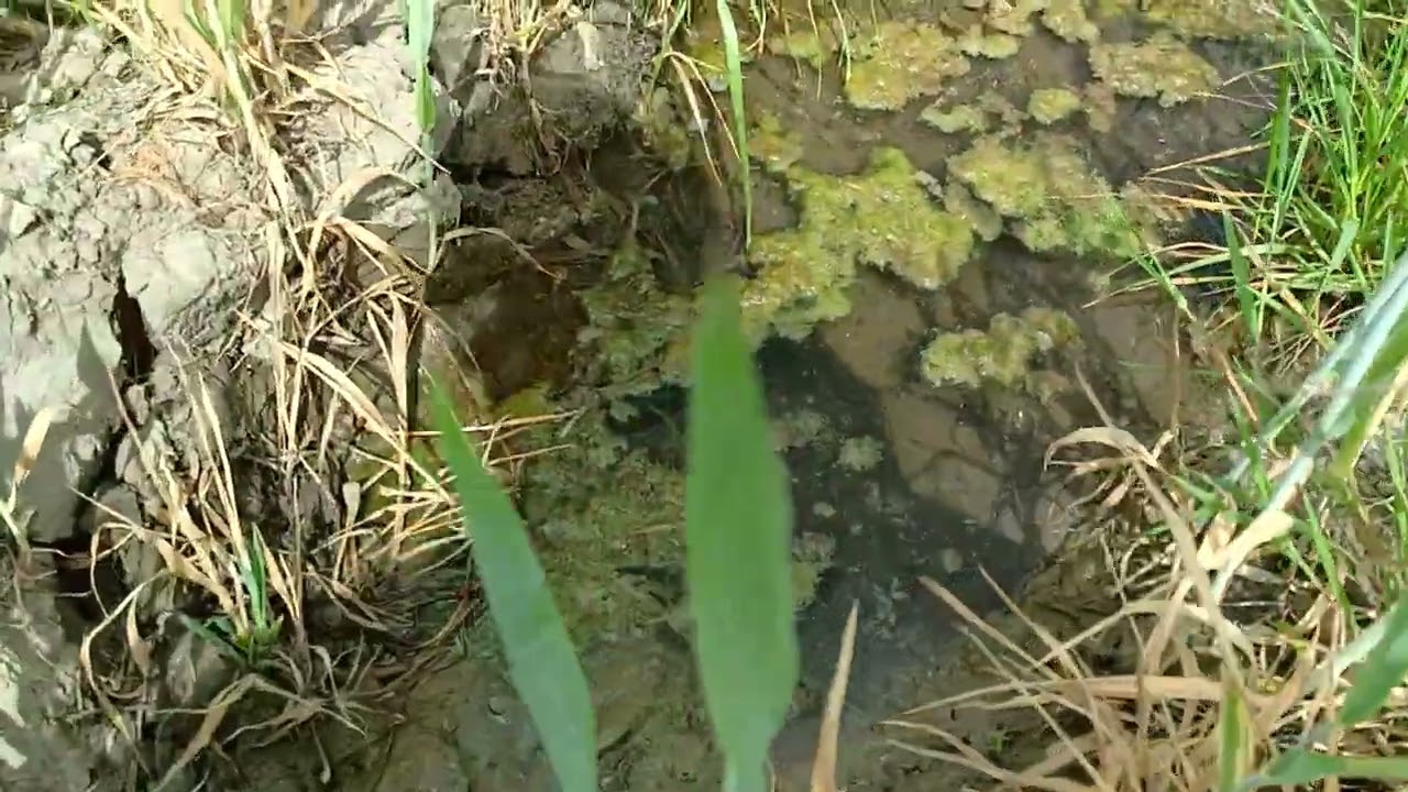 susza swietokrzyskie