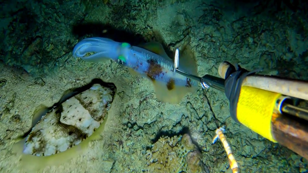 Night Spearfishing, Jailolo Halmahera Barat