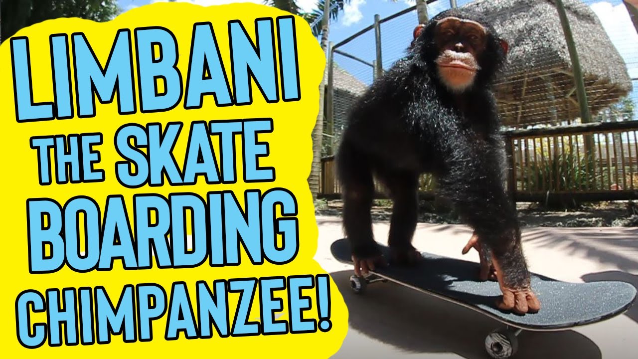 Limbani The Skateboarding Chimp