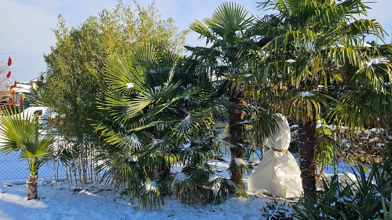 W końcu nadeszła wiosna. Można rozebrać swoje palmy.