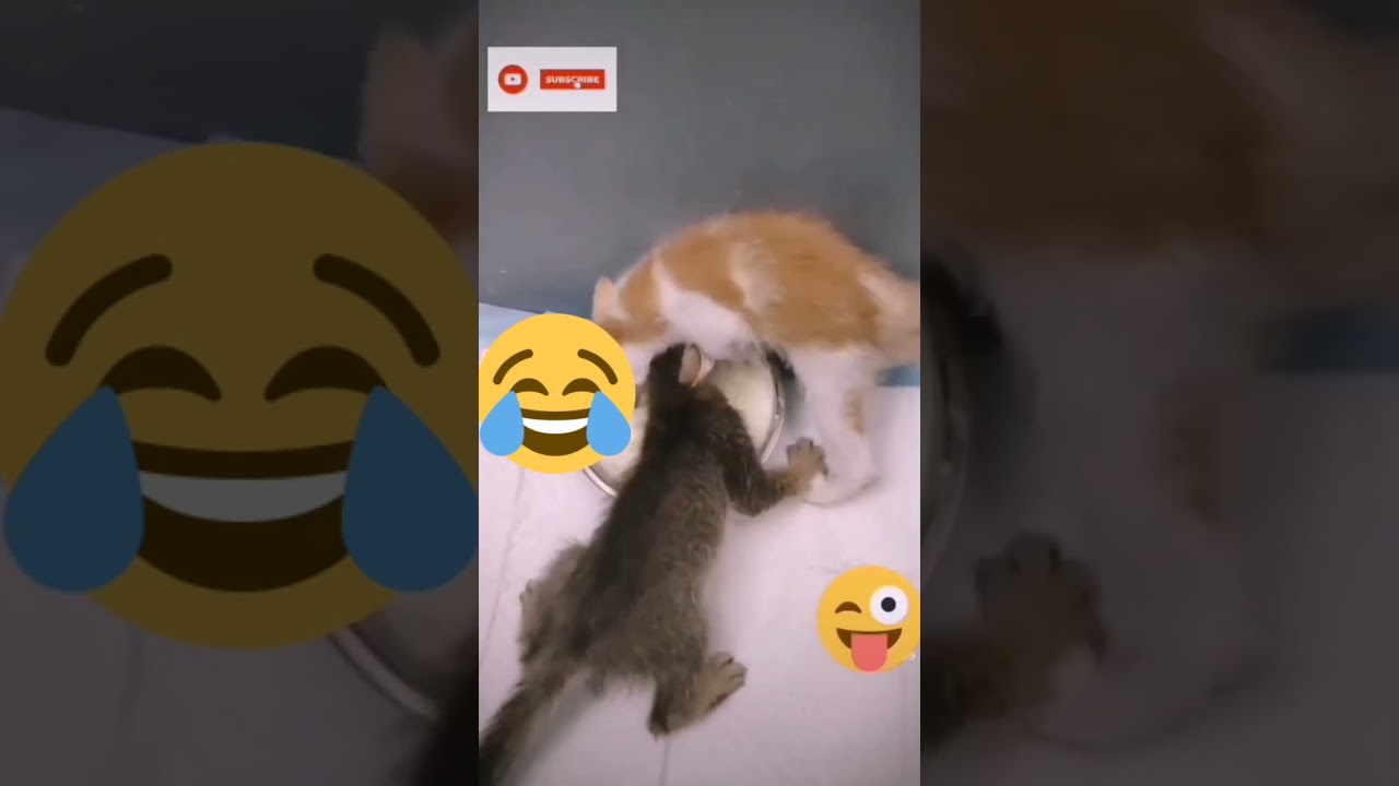 Fight with milk🤣 | funny video | Entertainment | cute kitten | just fun and entertainment