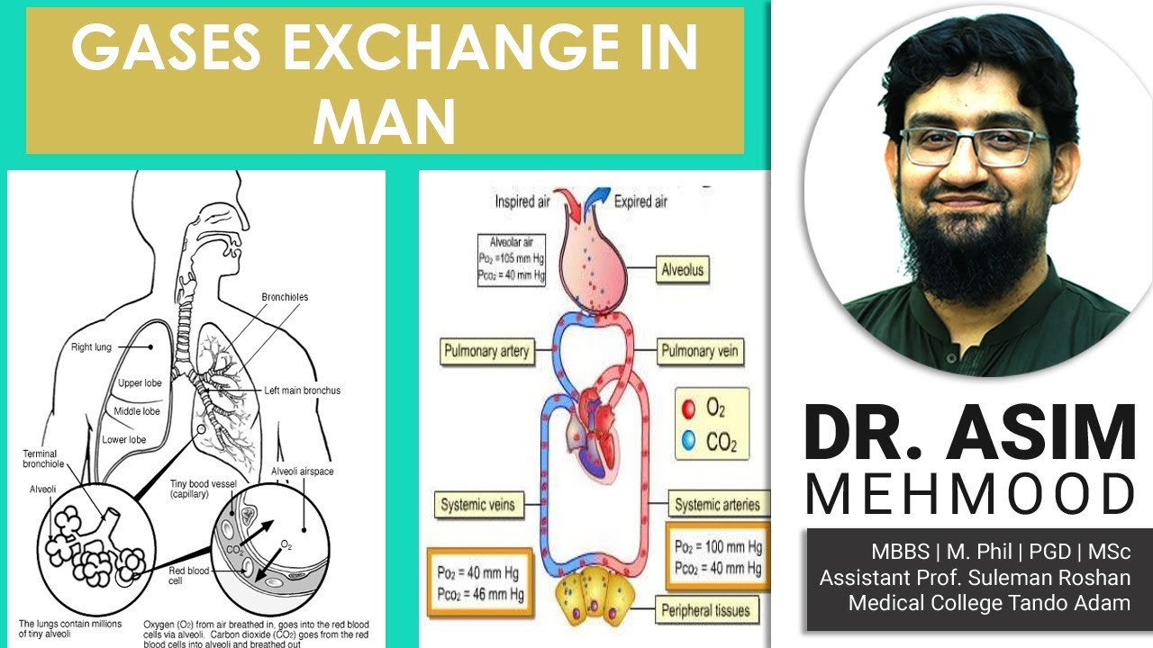 Gases Exchange in Man | Hindi / Urdu