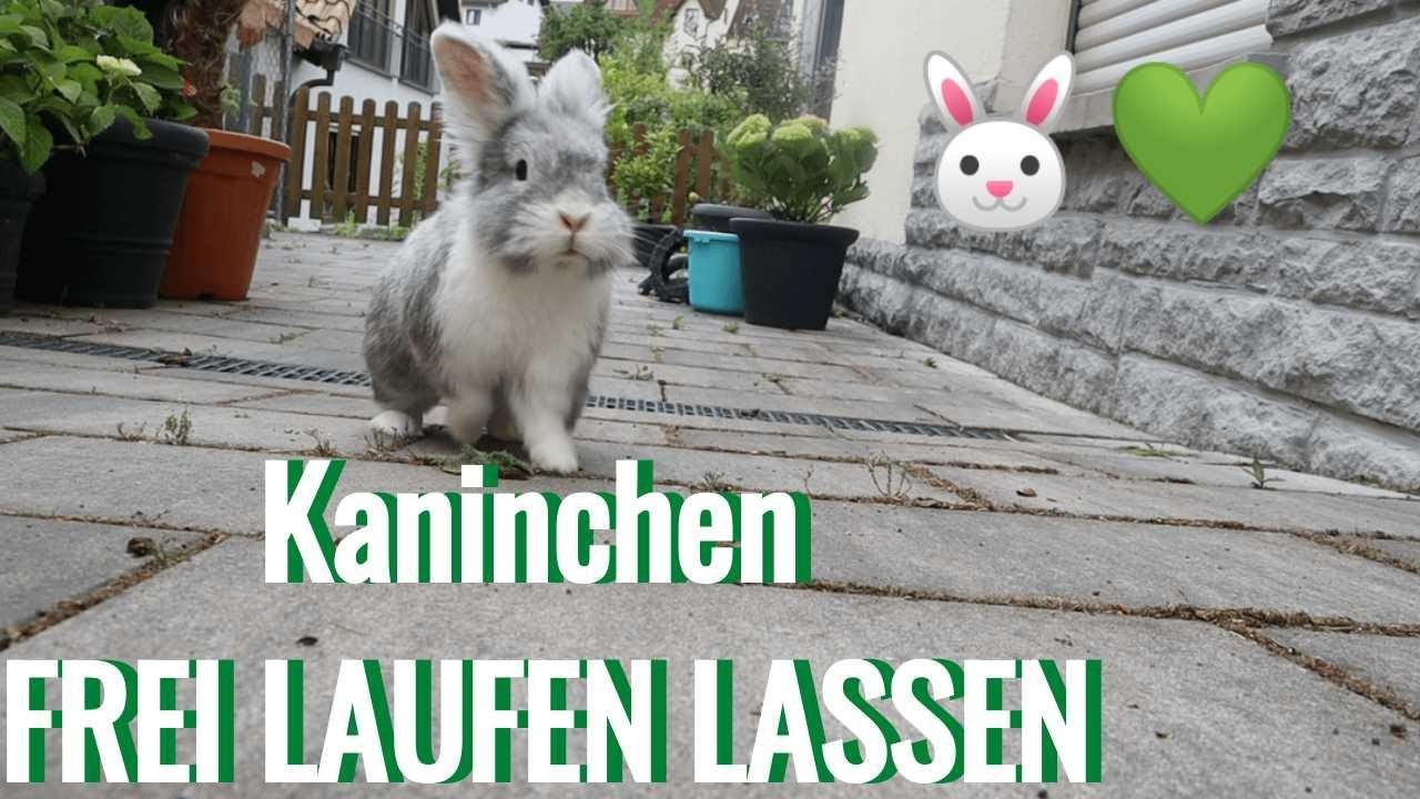 Kaninchen FREI LAUFEN LASSEN (Tipps) 🐰| M. Mörki