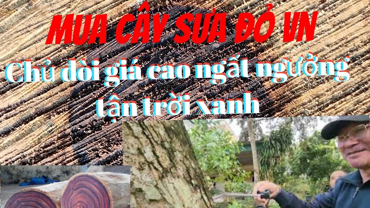 MUA CÂY SƯA ĐỎ VN CHỦ ĐÒI GIÁ CAO NGẤT NGƯỞNG TẬN TRỜI XANH 