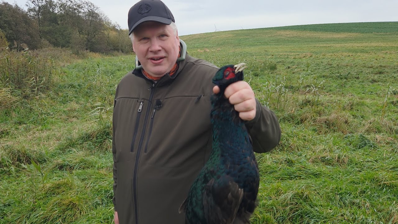 Fasanjakt i Danmark 2025