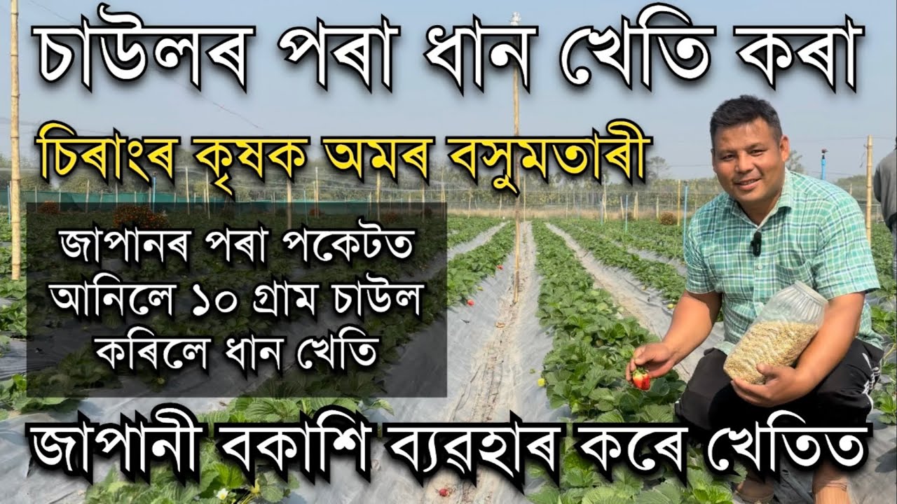 জাপানৰ পৰা পকেটত অনা ১০ গ্ৰাম চাউলৰ পৰা ধান খেতি কৰিলে চিৰাংৰ অমৰ বসুমতাৰীয়ে Amar sing Basumatary