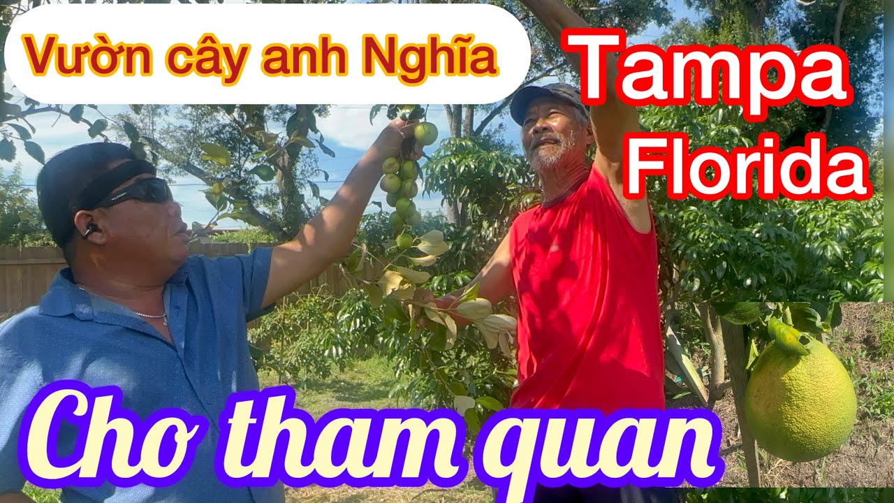Nông dân từ Cali qua Florida lập  vườn cây ăn trái sẽ thành triệu Phú không ngờ, toàn cây  trái lạ 