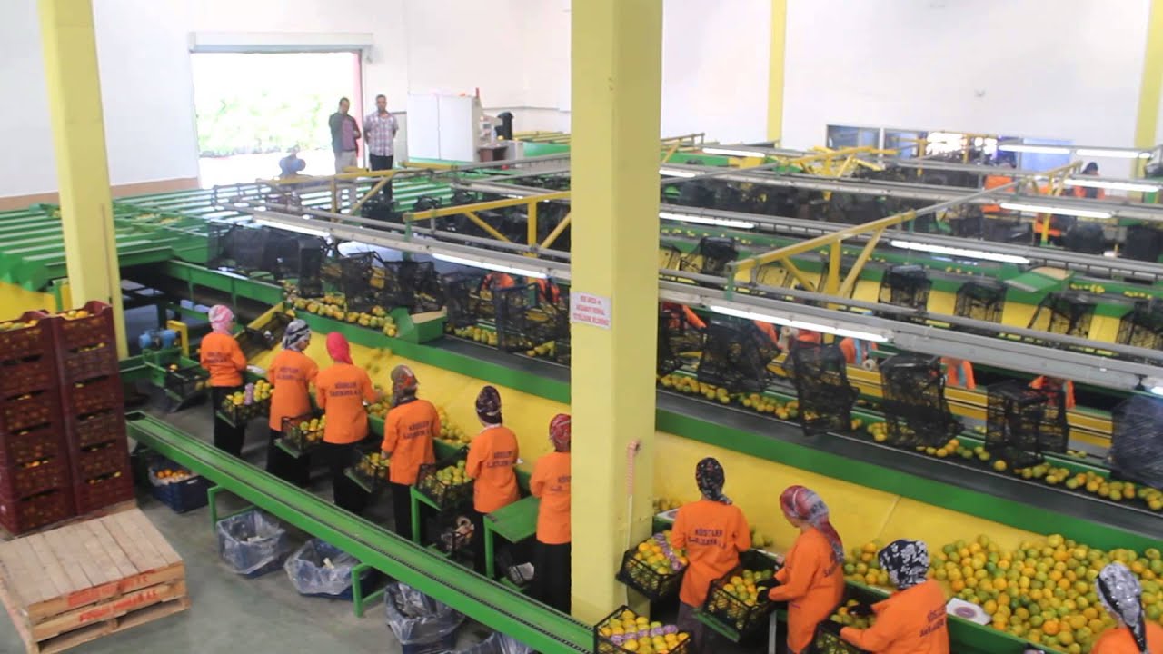 Köseler Sarıkaya Mersin Narenciye Fabrikasi