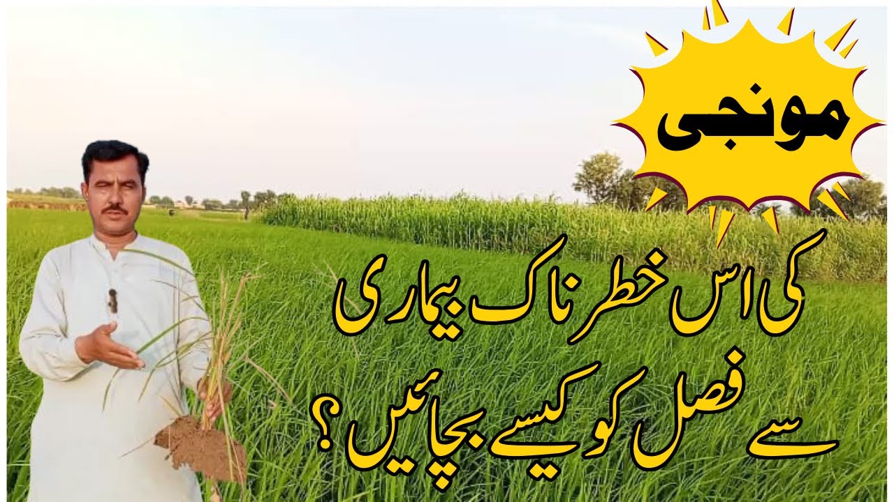 Solution of Bakanae disease of Rice crop|چاول میں بکائنی کی بیماری کا علاج کیسے کریں