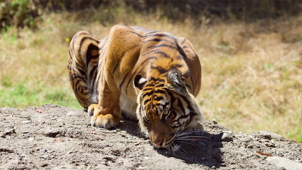 Tiger Conservation