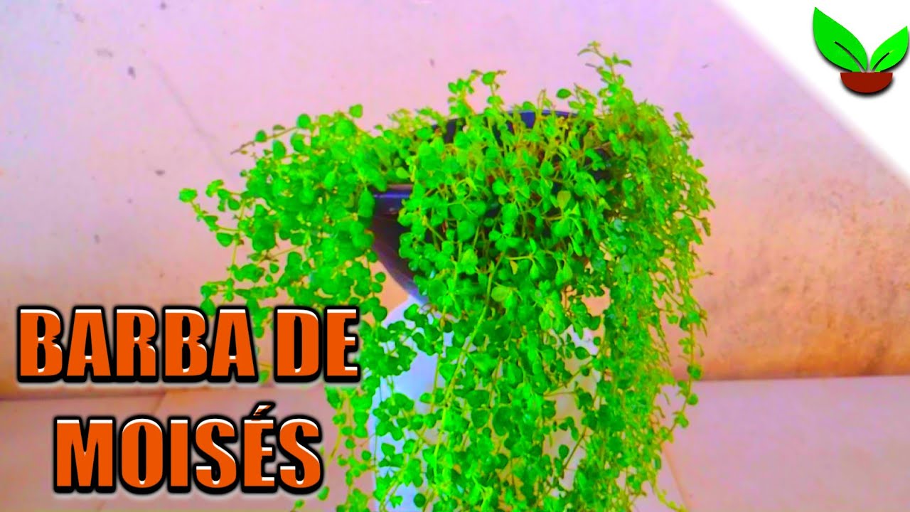 🌿COMO CUIDAR DA PLANTA BARBA DE MOISÉS 🌱