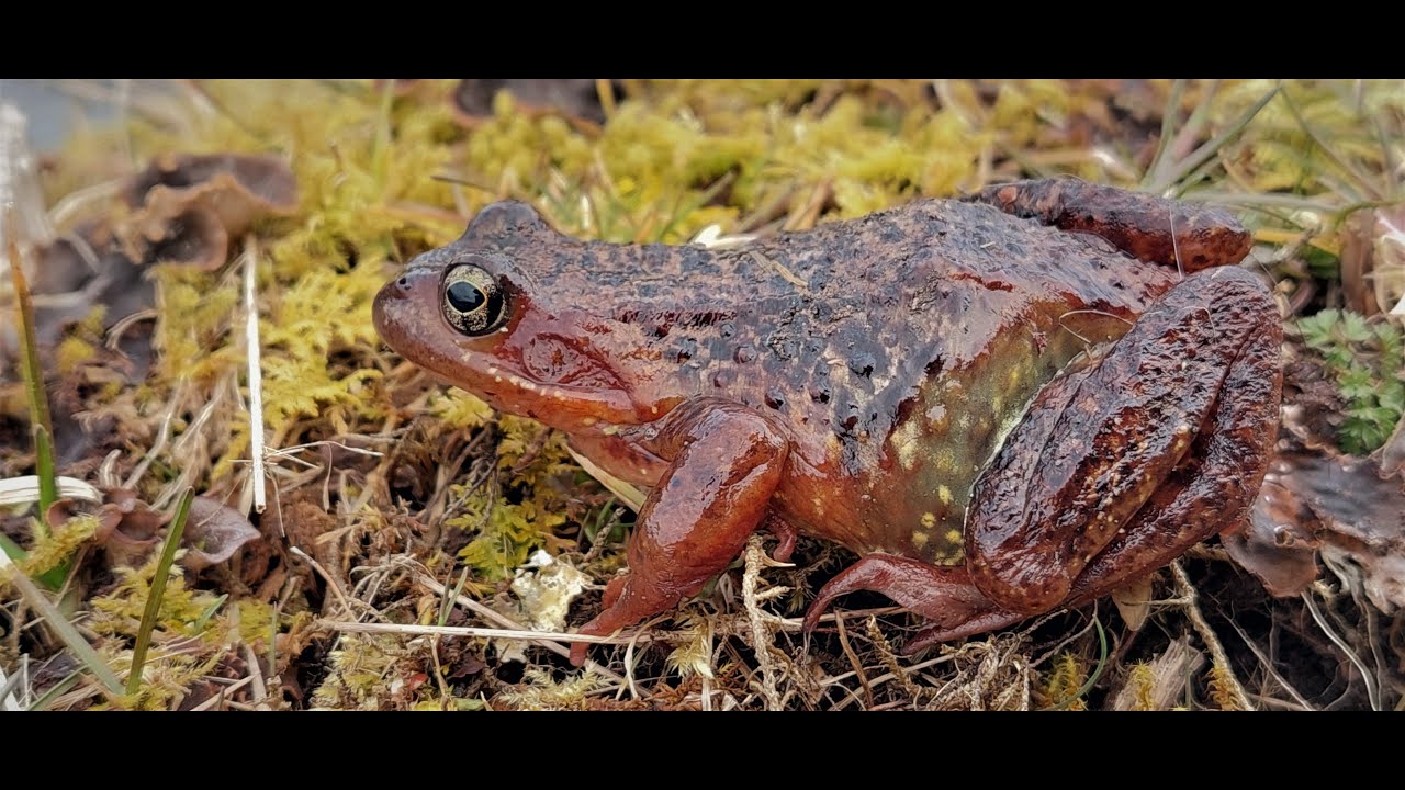 Frosk i hagedam Etne, vestland