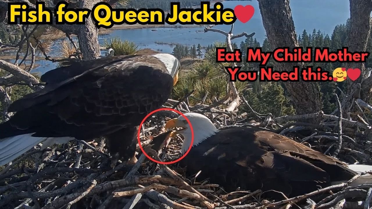 A FATHER’S DUTY 🦅💔 SHADOW FEEDS JACKIE, THEN GUARDS THE EGG | INTENSE NEST MOMENT