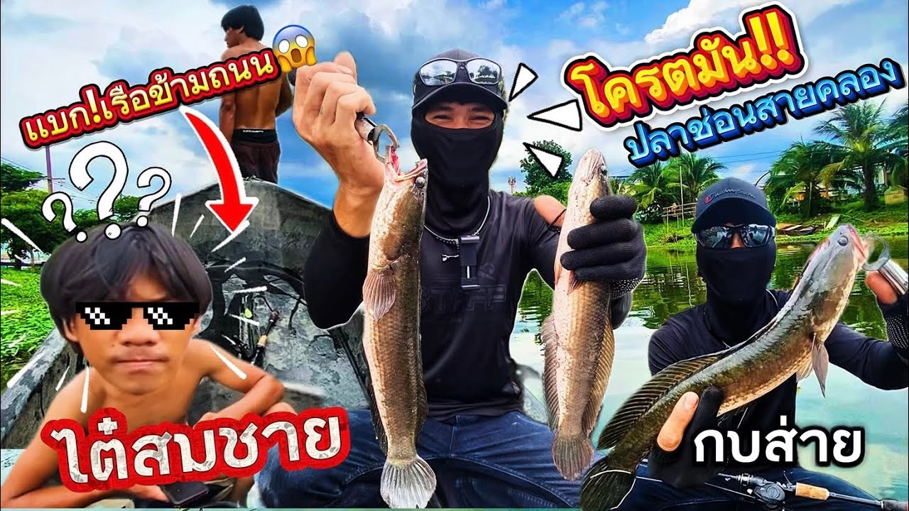 ลงเรือ!!!ล่าปลาช่อนคลองกับไต๋(สมชาย)งานนี้มันสุดๆ