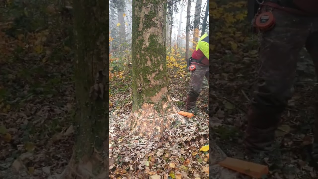Sch&ouml;ner Bergahorn f&uuml;r den Schreiner