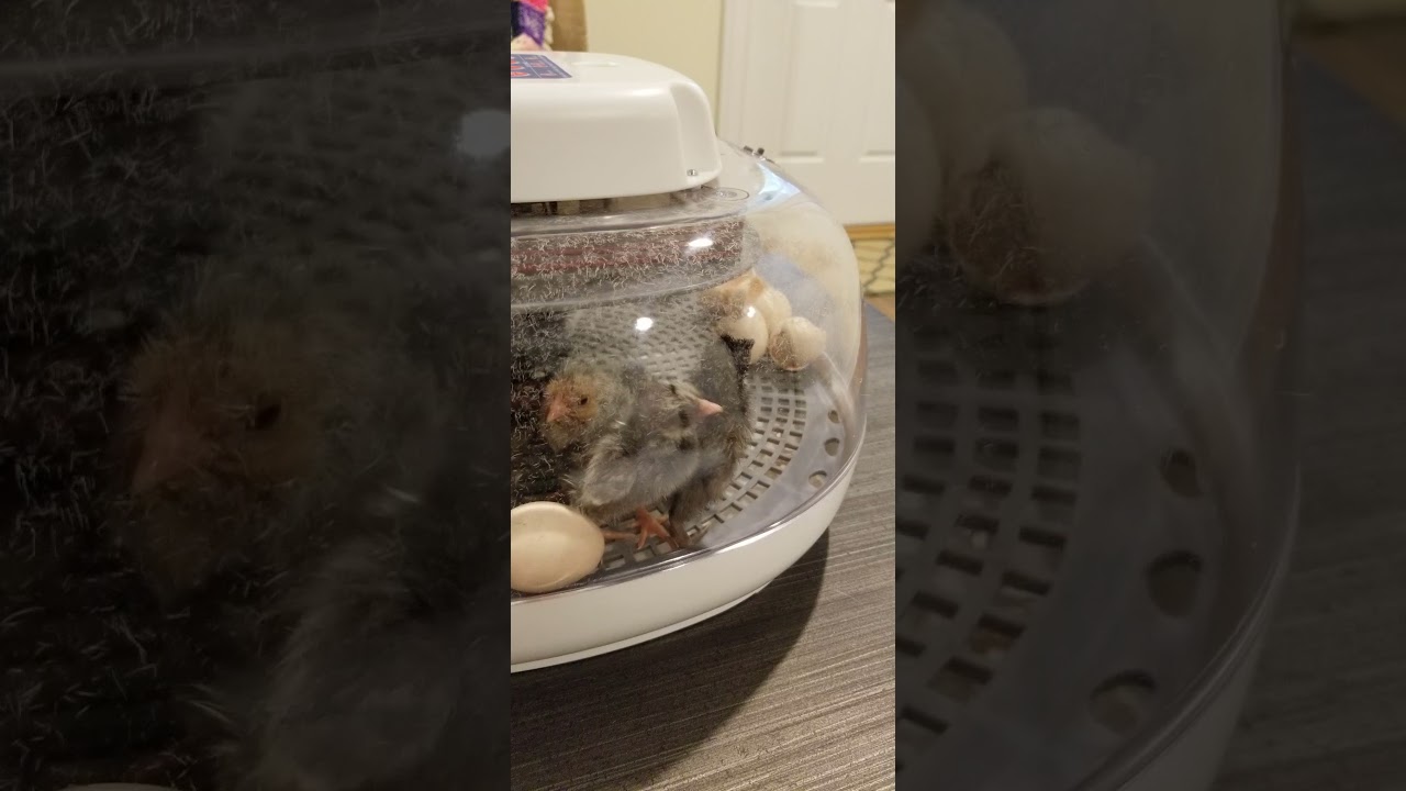 Serama chicks hatching