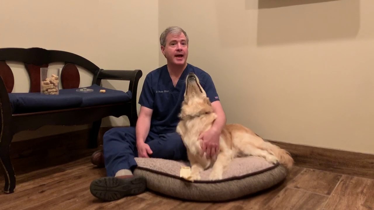 Advanced Veterinary Care in Blaine MN- Introduction