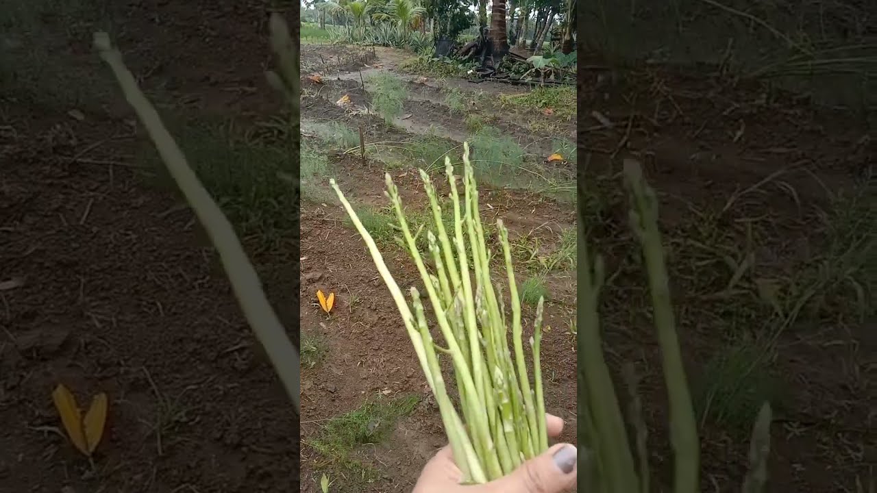 Tumotubo ba Ang asparagus saleyte? Legit po nabubuhay sila🤗