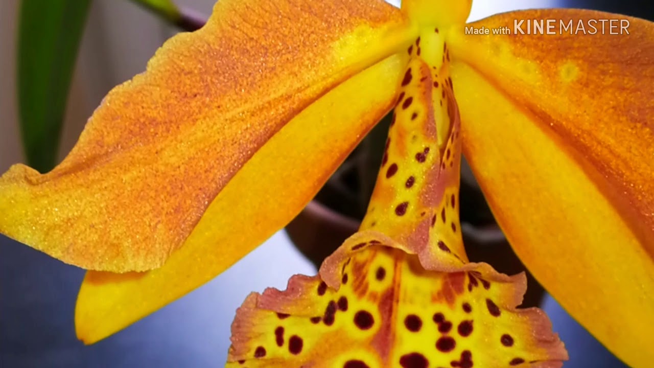 Bc Copper Queen in bloom
