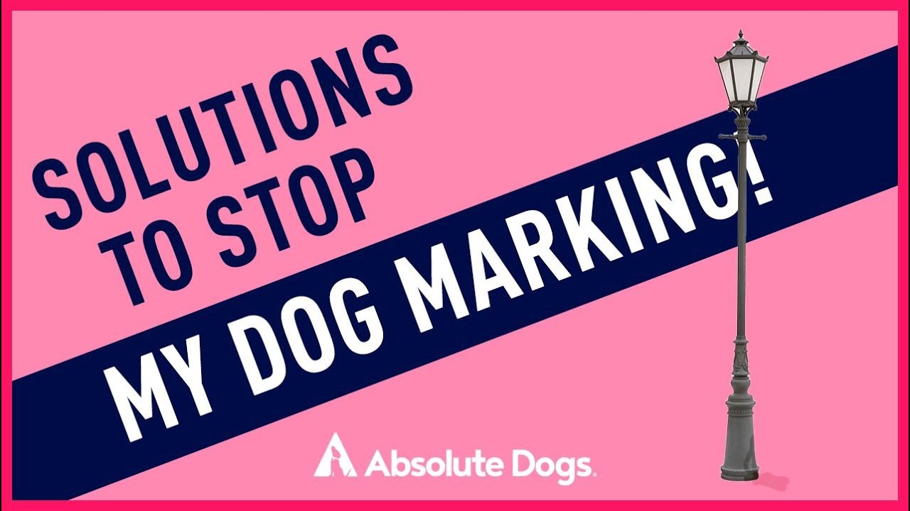 Solutions to Stop My Dog Marking