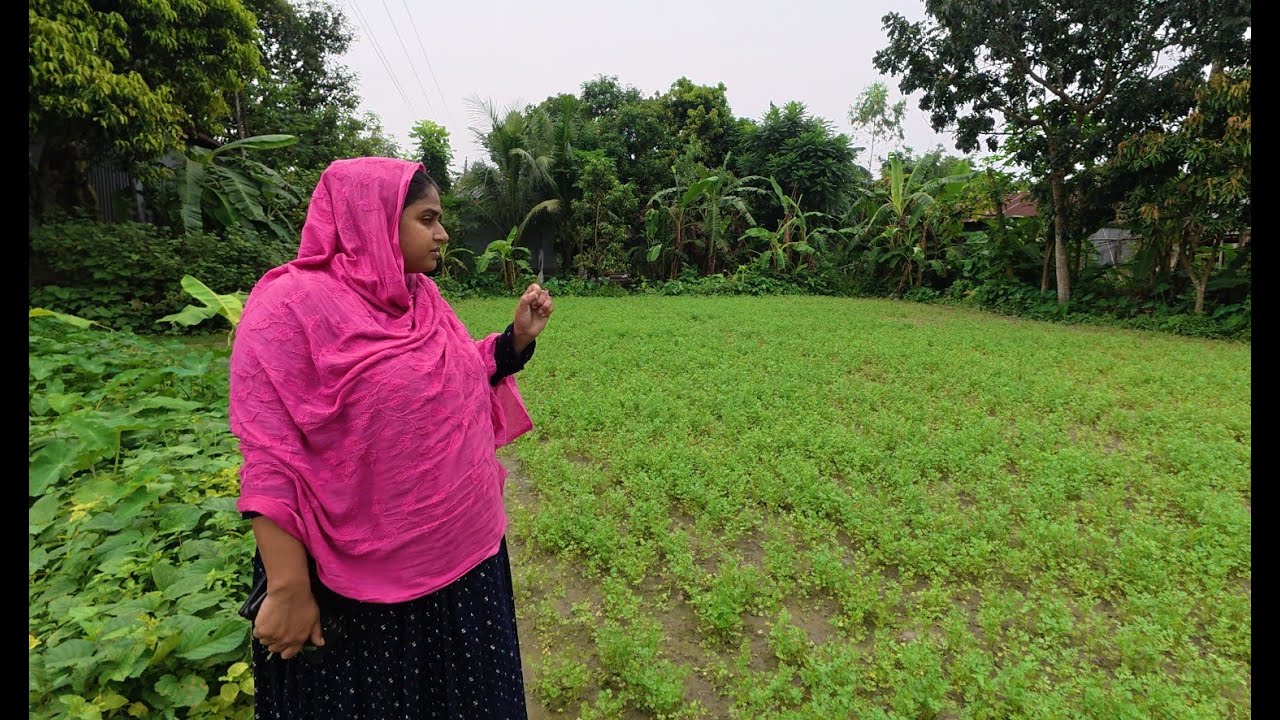 কত টাকার ধনিয়া পাতা বিক্রি করলাম | Doyel Agro