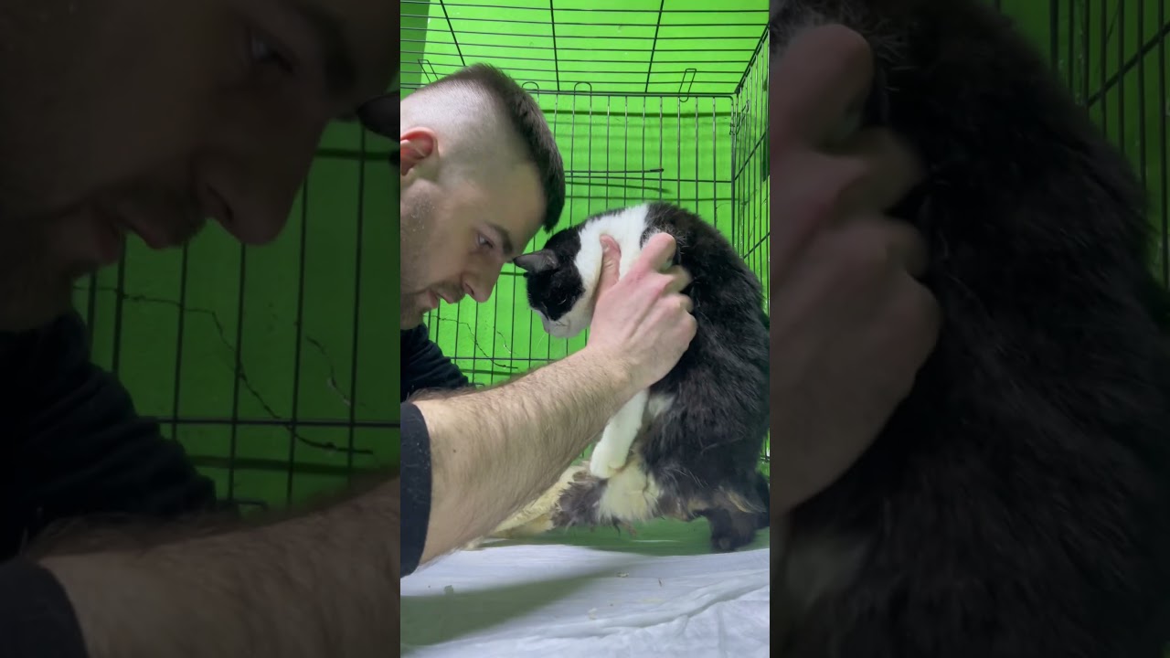 ГлавныйКот