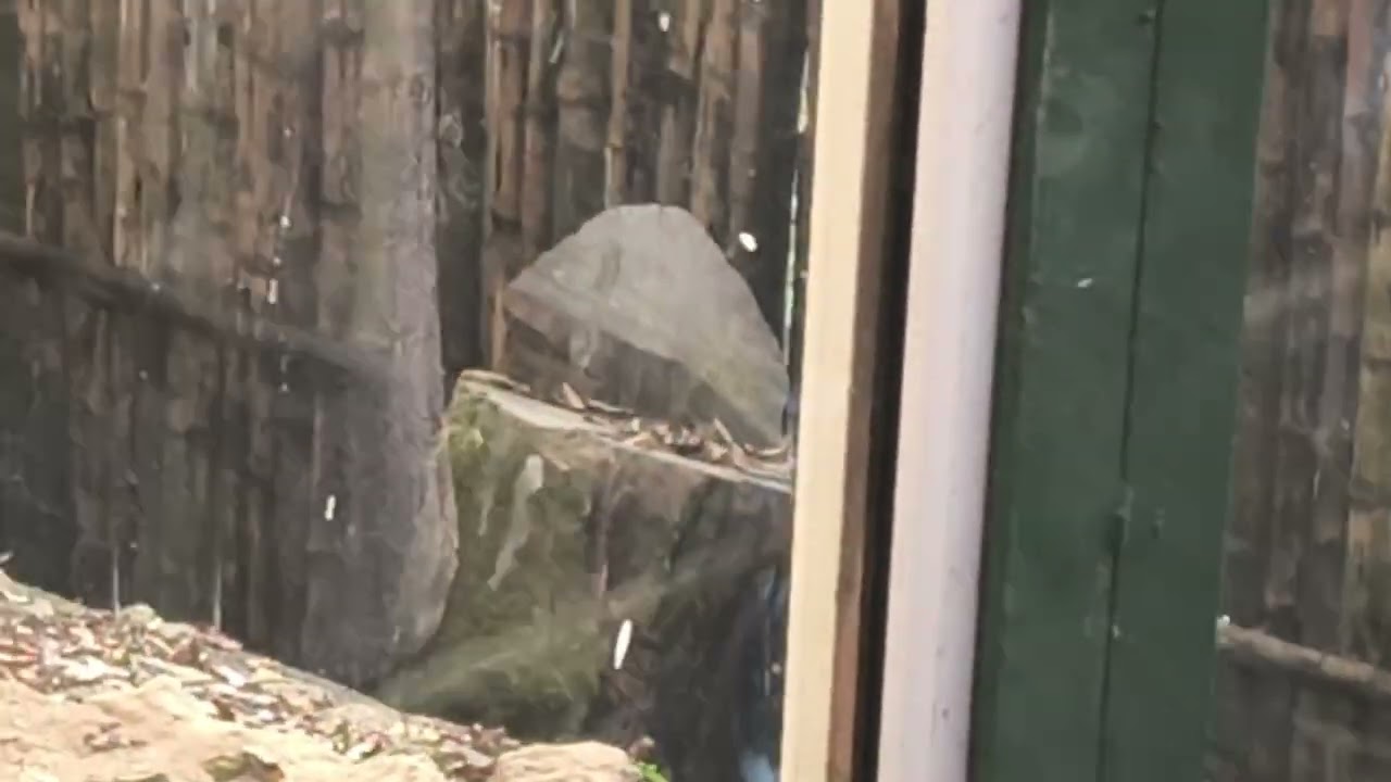 Darjeeling Zoo Tour | Snow Leopard & Red Panda at Padmaja Naidu Himalayan Zoo