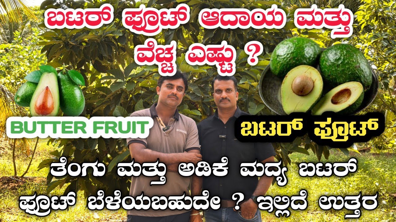 ಬೆಣ್ಣೆ ಹಣ್ಣು ಕೃಷಿ|Butter fruit|avacado|bulb Butter fruit|balloon butterfruit|Hash fruit|Benne hannu|