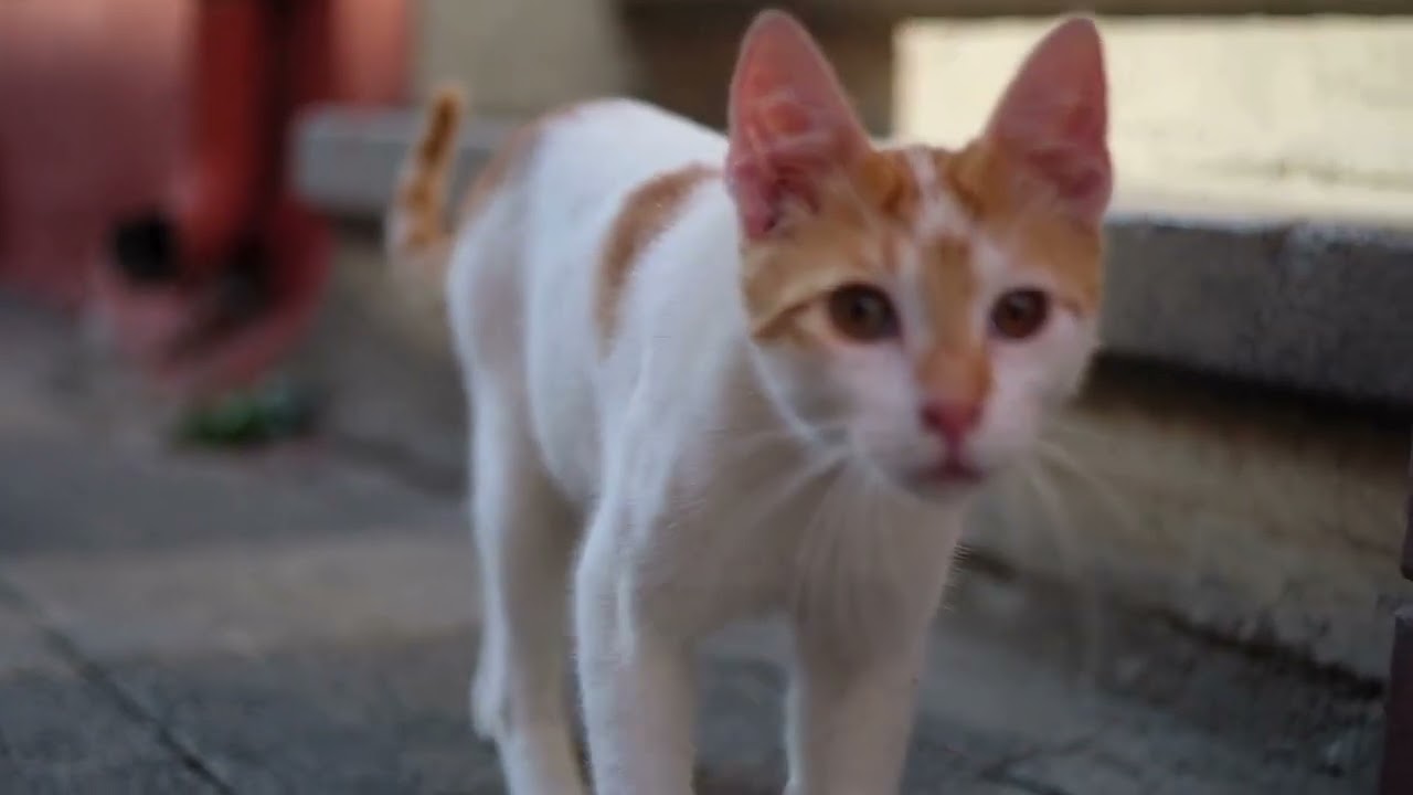kattebur uge 46 2024 Video Full HD 1920x1080 px