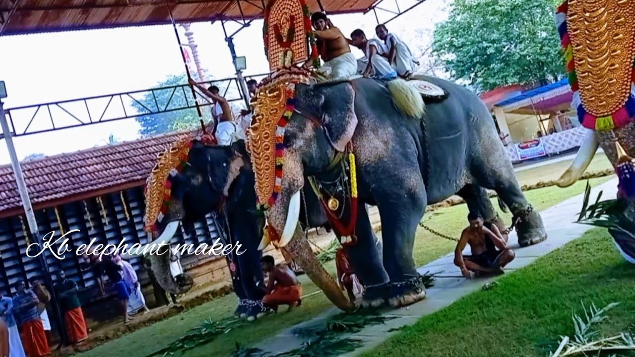 Kerala elephant video all elephants fans please subscribe