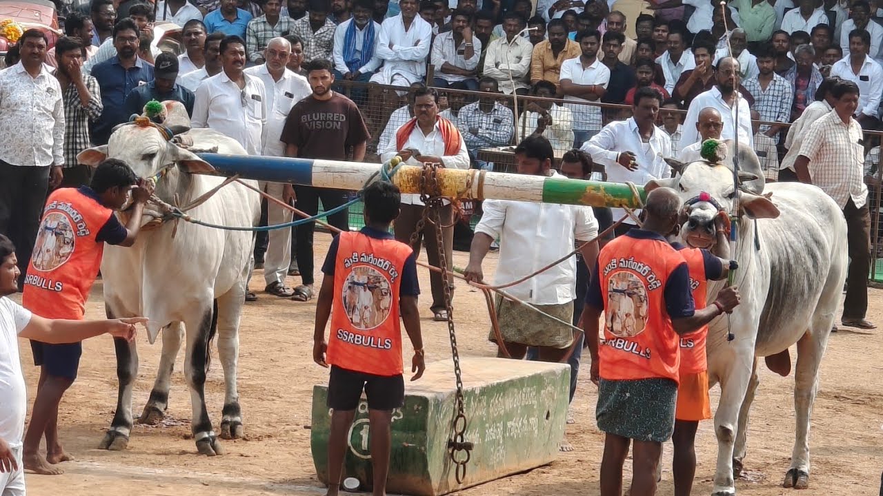 మేళ్ళచెరువు సీనియర్ | 4జత (Jr గాండీవం - వీరనరసింహారెడ్డి) SSR బుల్స్ సుంకి సురేందర్ రెడ్డి గారు హుజు