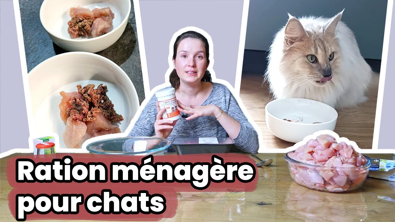 La ration ménagère pour chats : Comment la préparer ? Les CMV ? Ma recette !