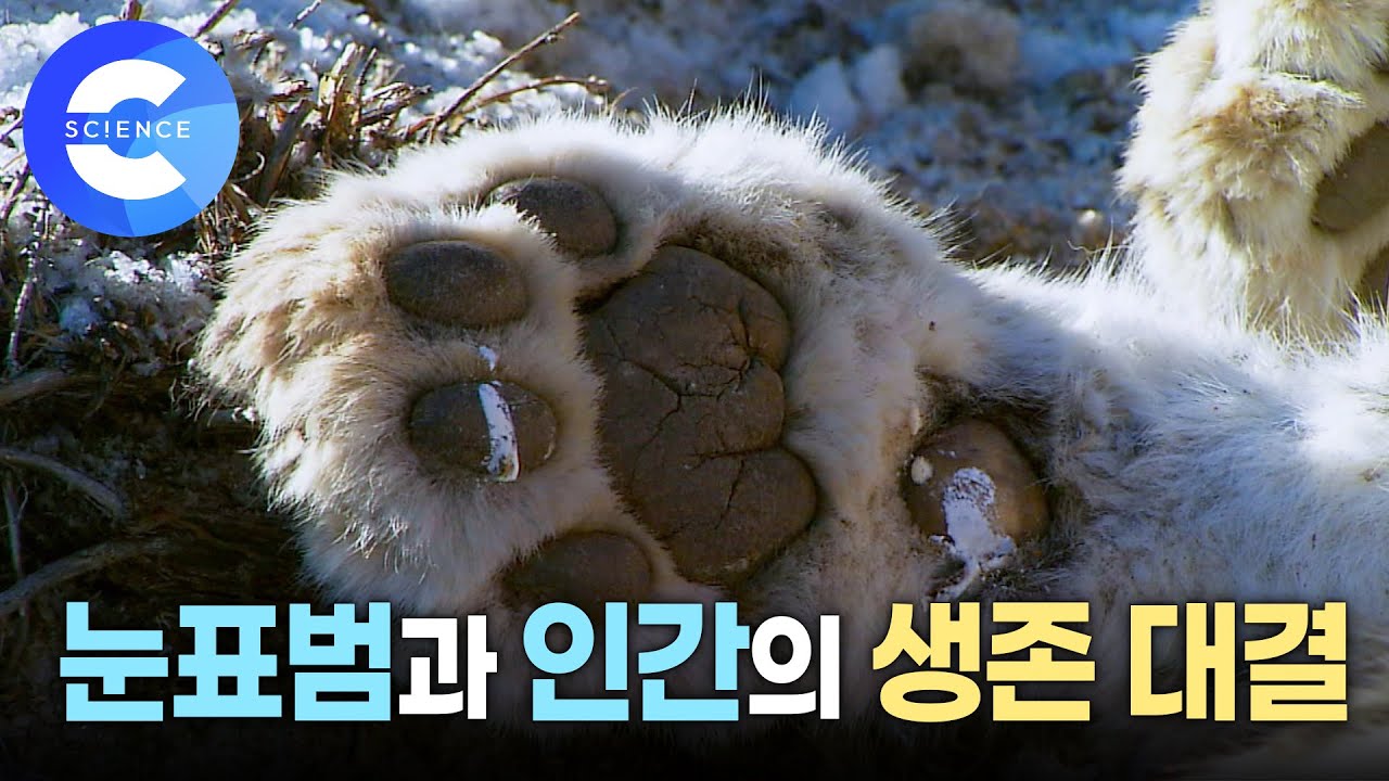 야생의 땅 몽골에서 펼쳐지는 대자연 속 눈표범과 인간의 생존 경쟁