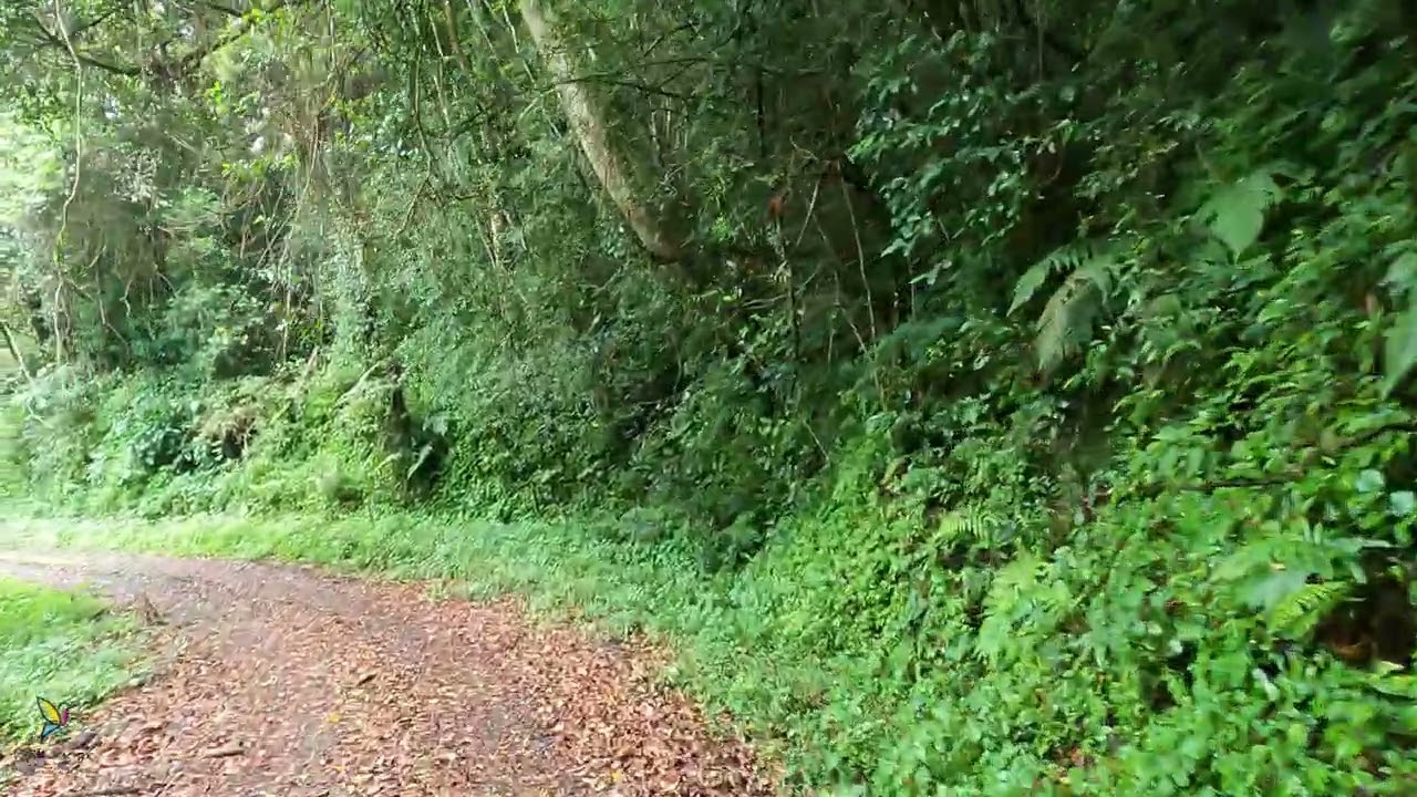 Munnar To Kodaikanal - Escape Route - Pambadum Shola National Park - Polaris Escape Ride