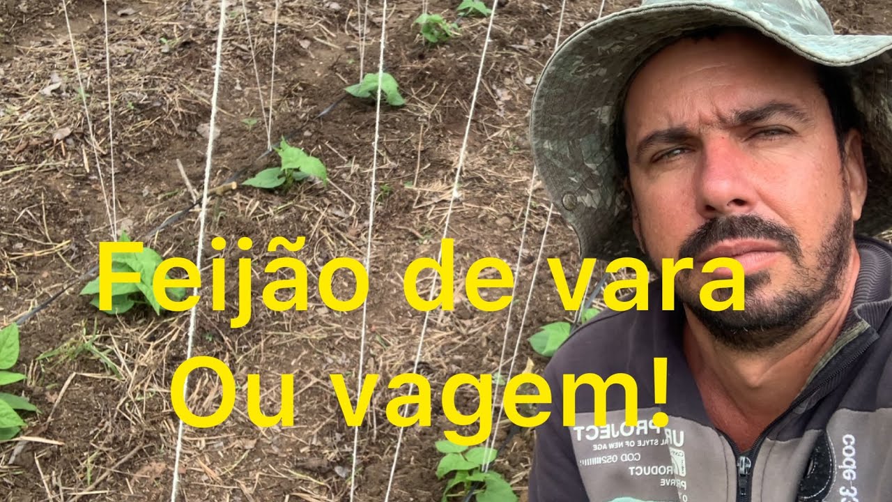 Tratos culturais do feijão de vara ou vagem! Cultivando feijão de vara ou vagem pra consumo no sítio