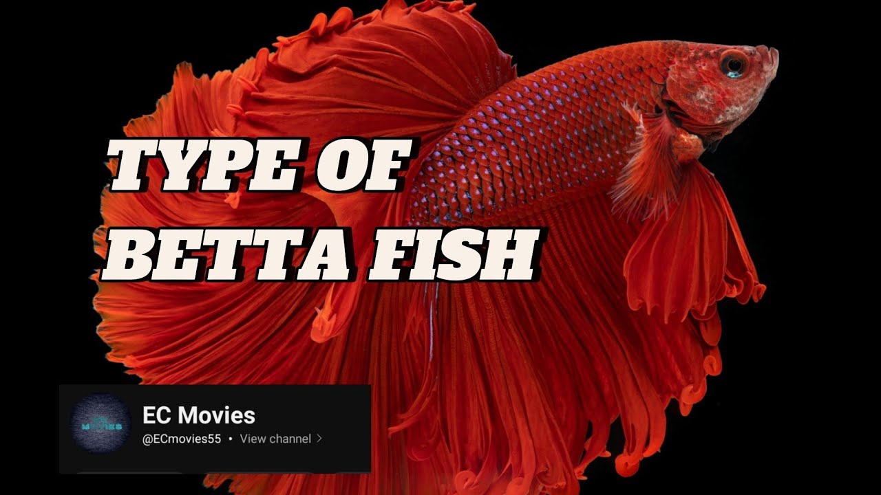 TYPE OF BETTA FISH #FightingFish